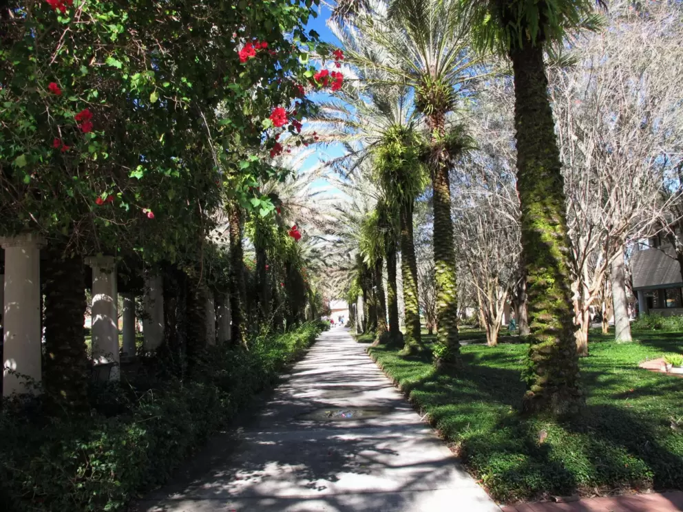 Impressive row of trees.