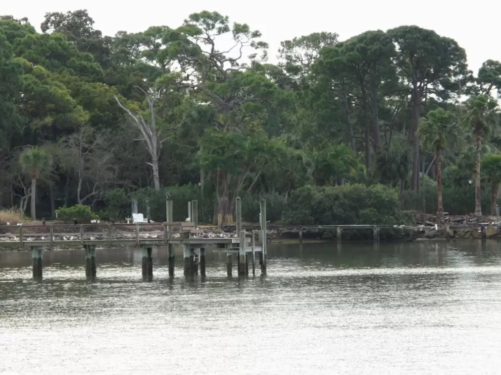 Pretty trees on the waterfront.