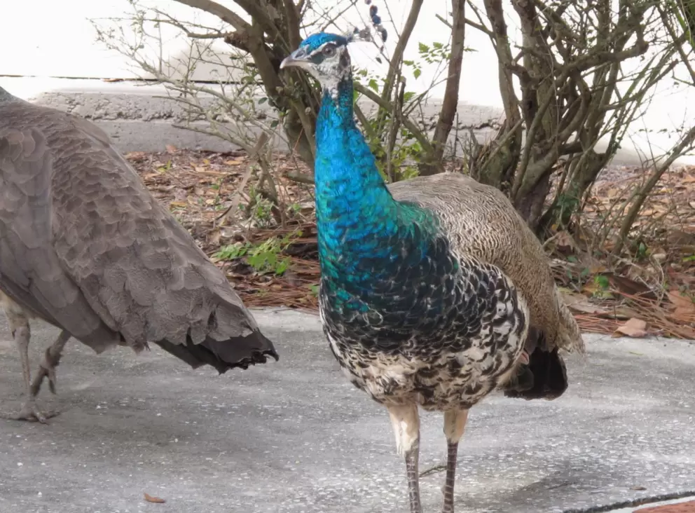 Peacock wondering the grounds.