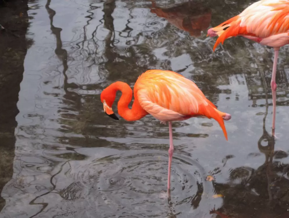 Flamingoes are incredible!