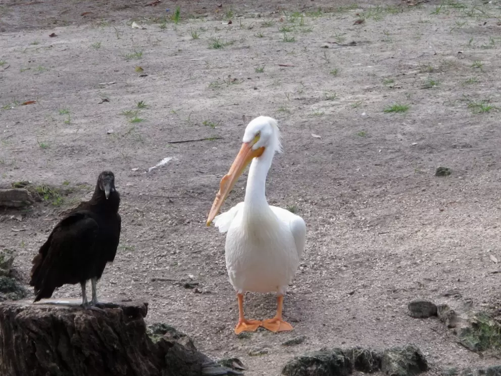 Funny bird.