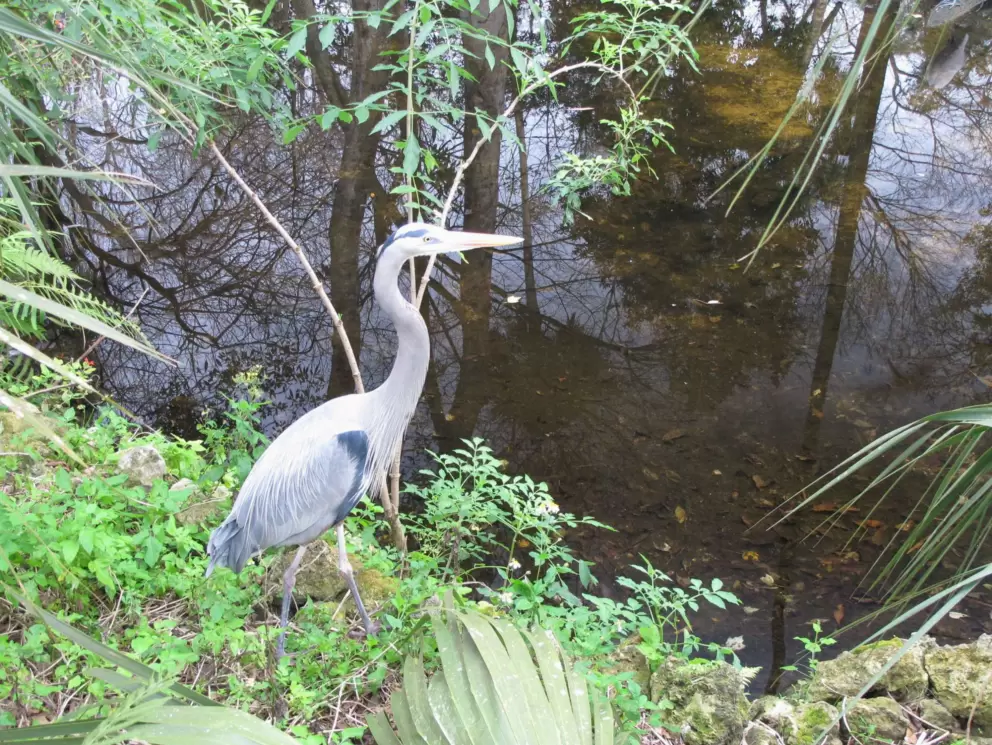 Great Blue Heron, always alert.