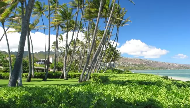 Lawns graced with coconut trees, at Kahala Beach.