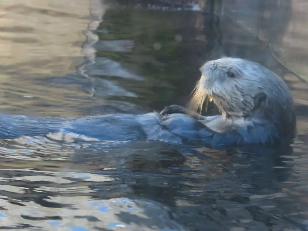 A playful otter!
