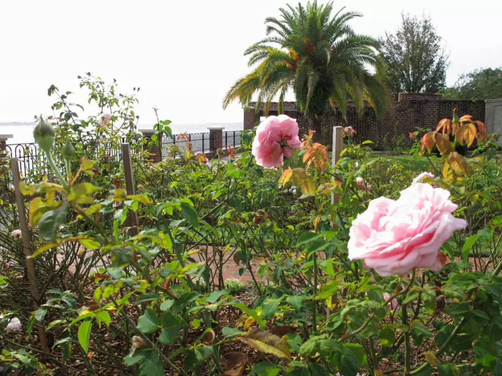 Pale pink roses with canary palm behind.