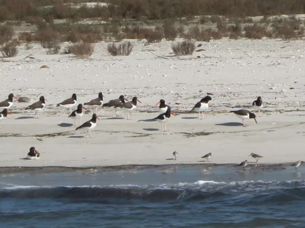 Cute birds along the shore of Cumberland Island.