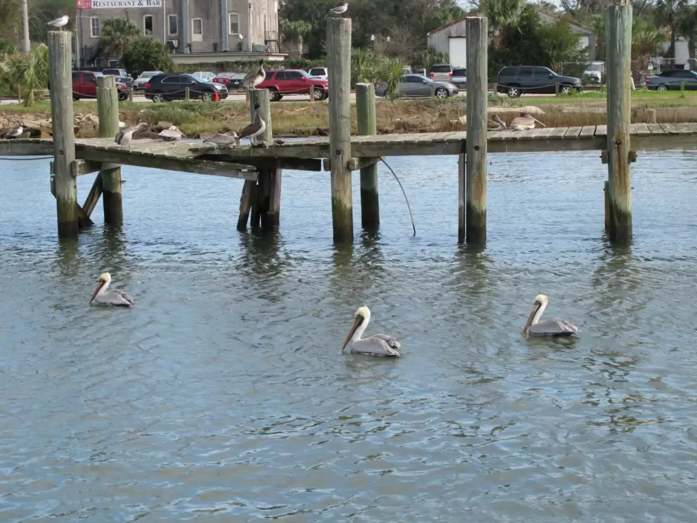 Pelicans bobbing around on the water.