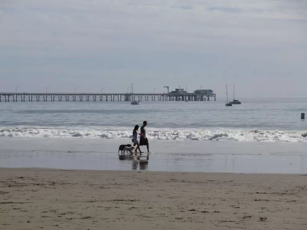 Walking the dogs without a leash.