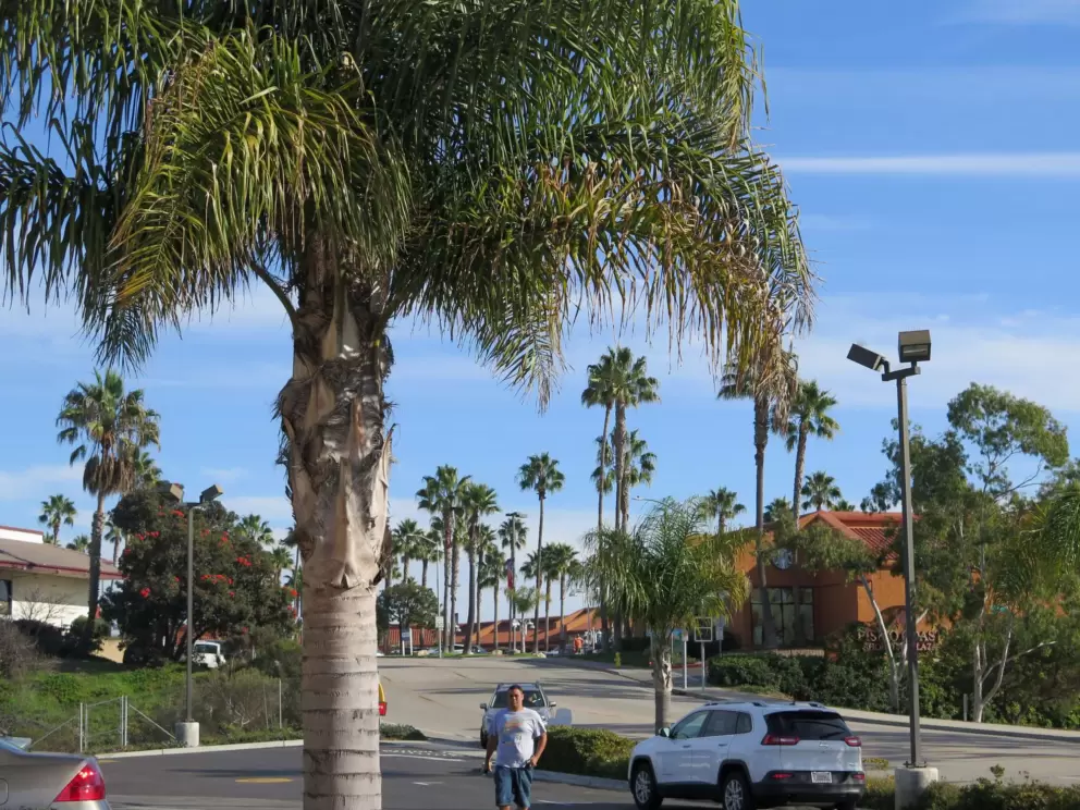The nice view of palm trees from the seating outside Coffee Bean and Tea Leaf. 