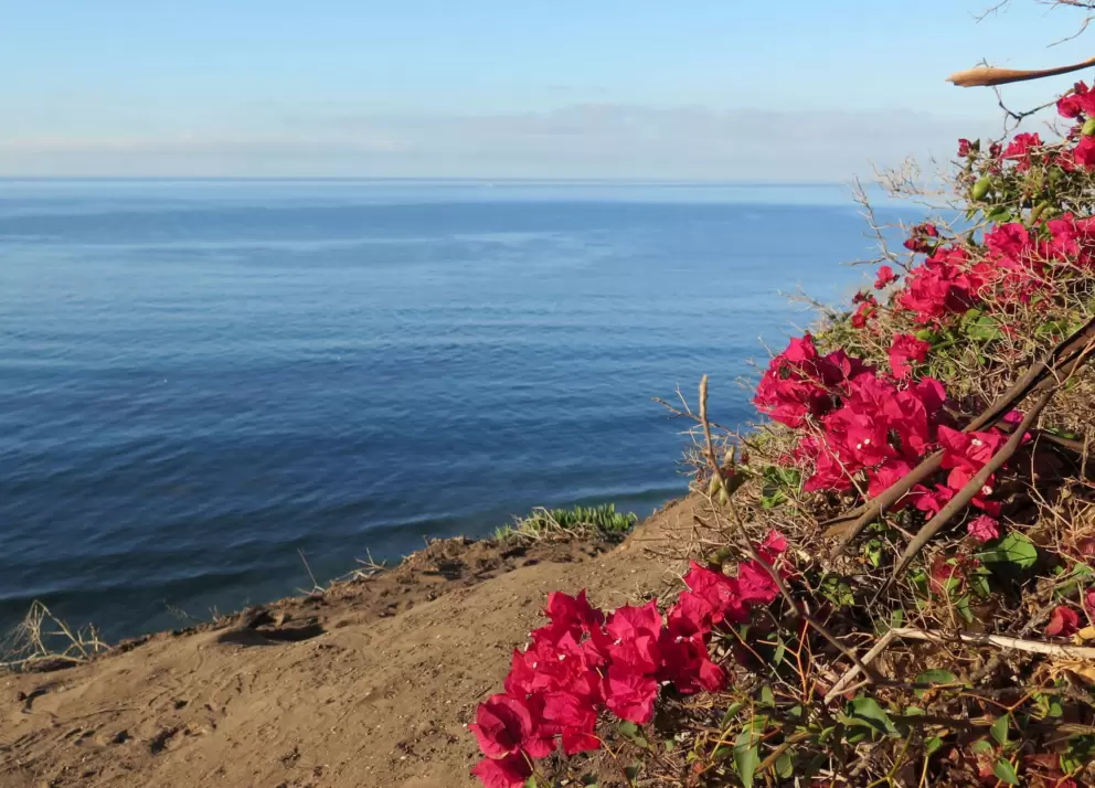 Dark pink bougainvillea always looks amazing by the sea.