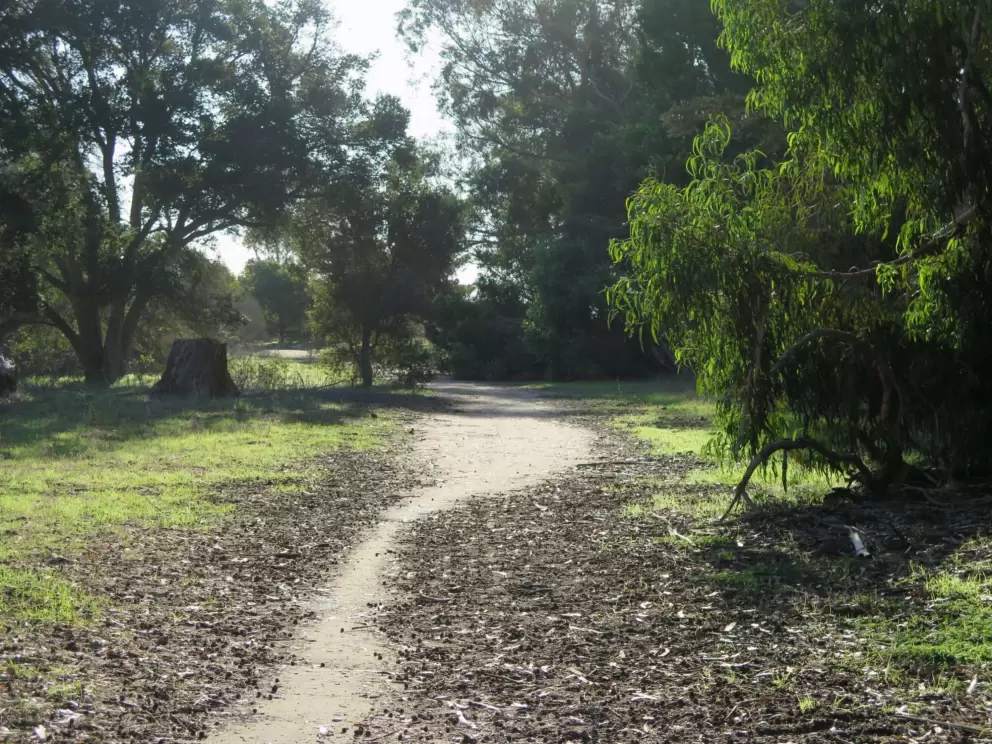 A path through the forest.