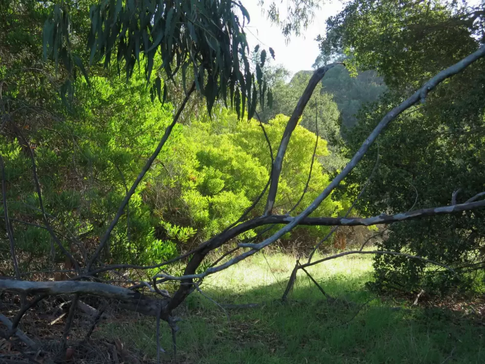 Pretty trees catching the light.