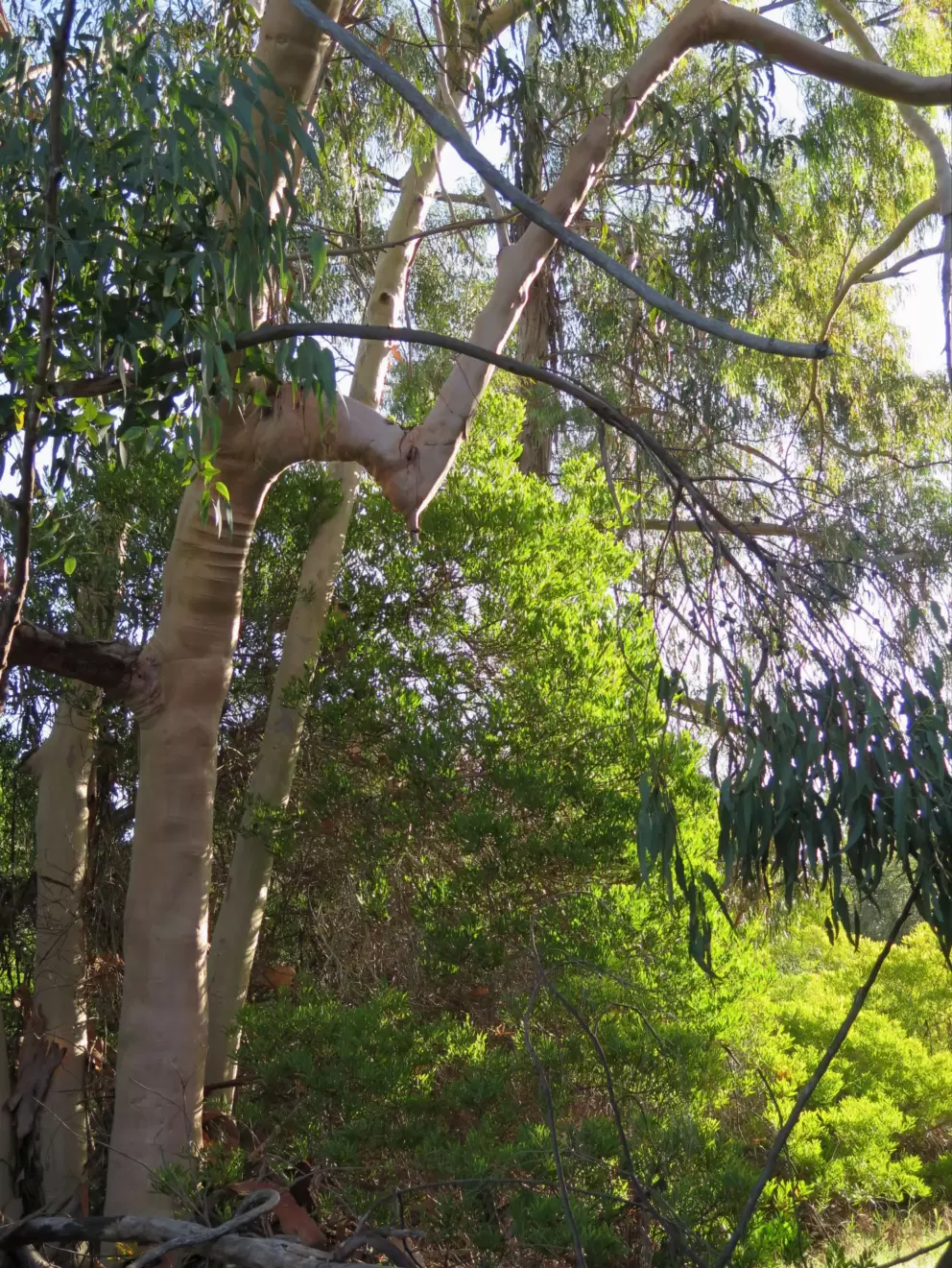 A pretty spot among the trees.
