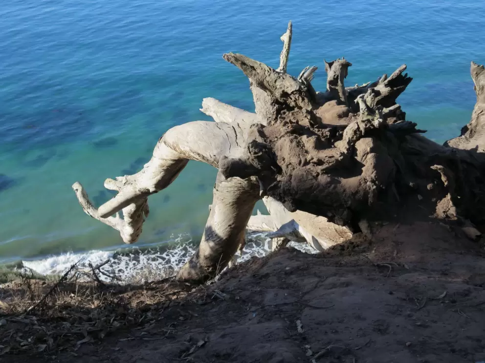 Tree falling off the cliff, and blue-green water.