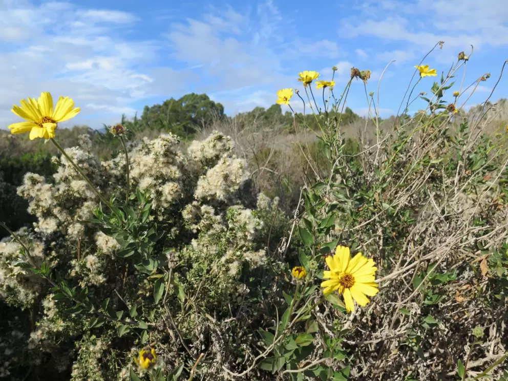 Desert plants and blue sky.