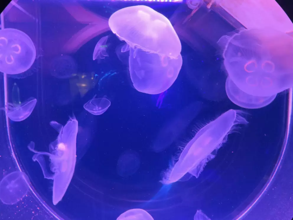 Jellies in a purple litup tank.