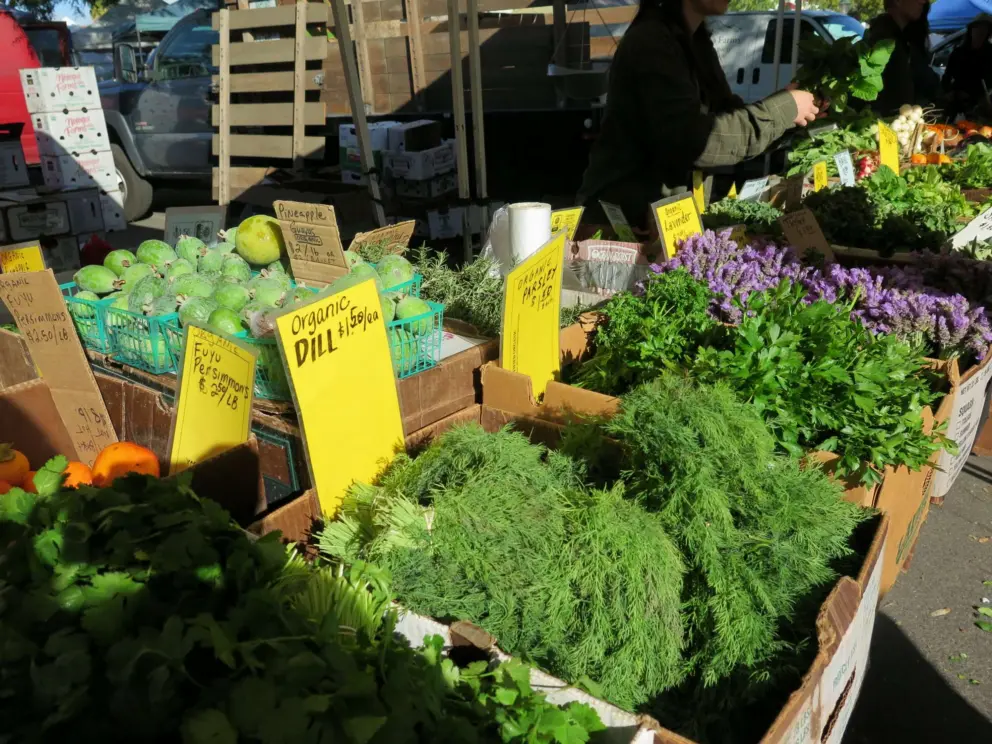 Organic dill at the farmers market.