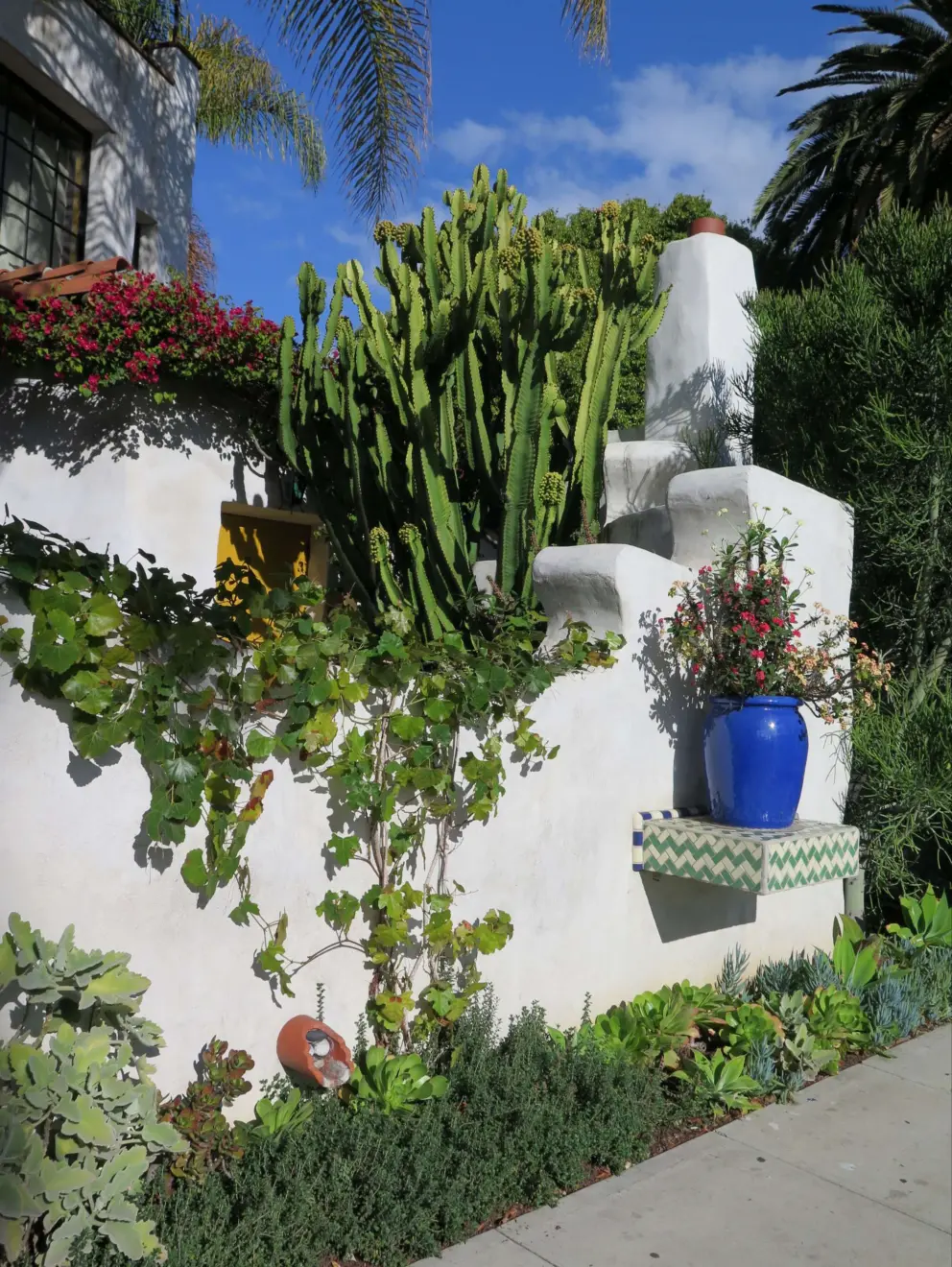 Cactus, blue pot, and tilework.
