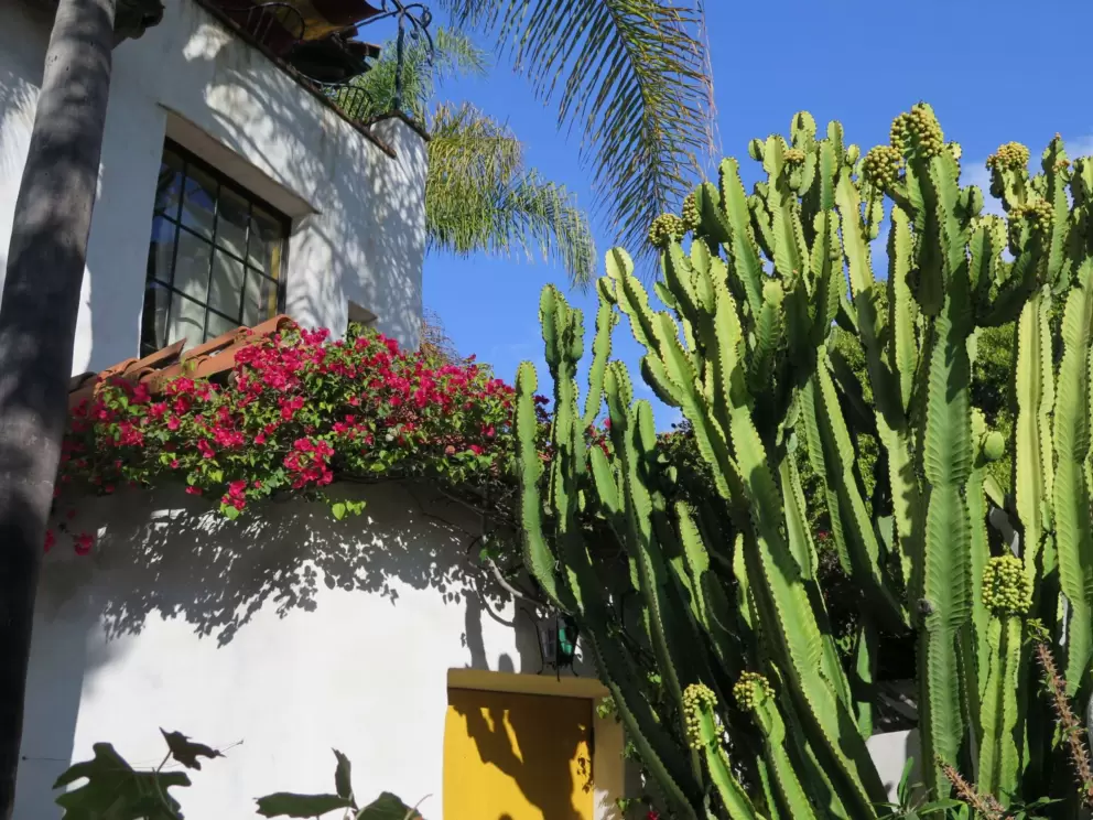 Cactus reaching to the sky.