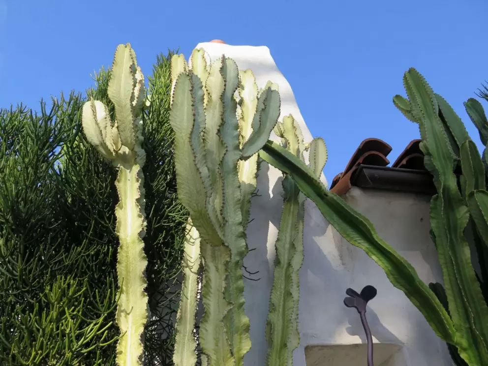 Cactus and white wall.