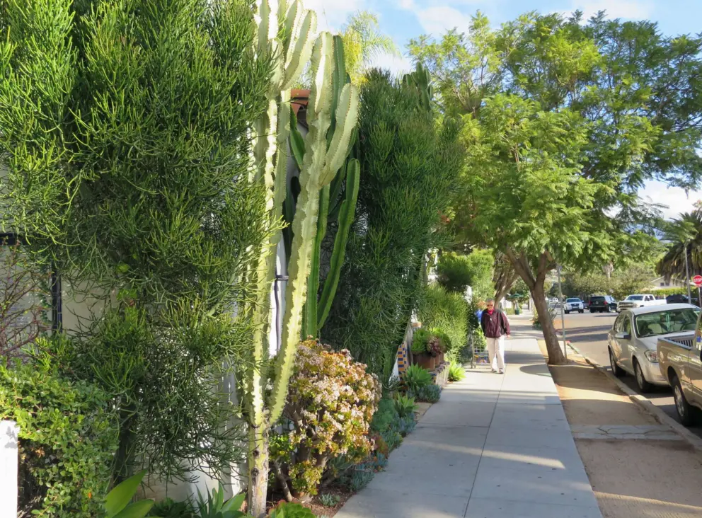 East Cota Street sidewalk and an abundance of plants.