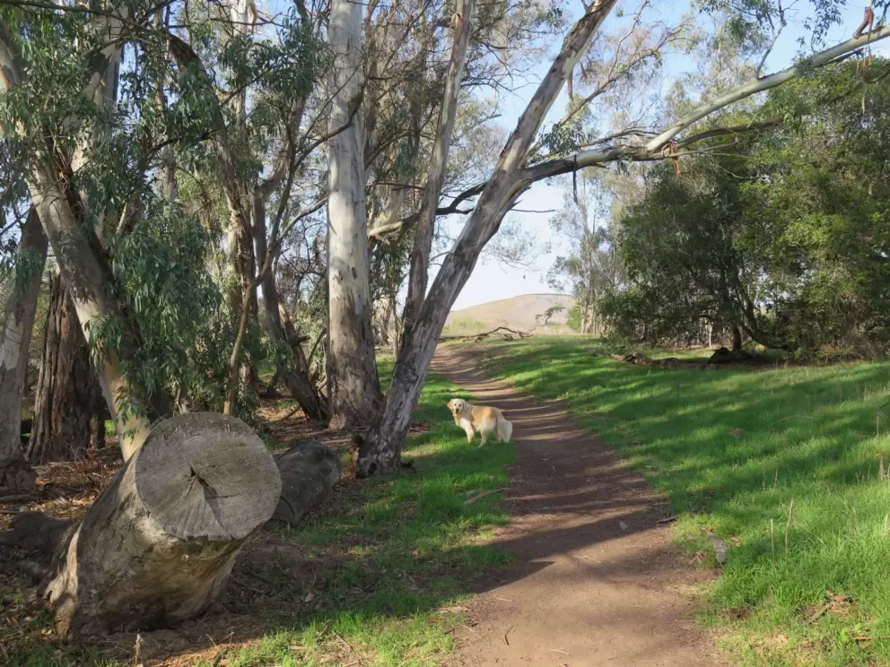 There are many trails. This one is green and shady.