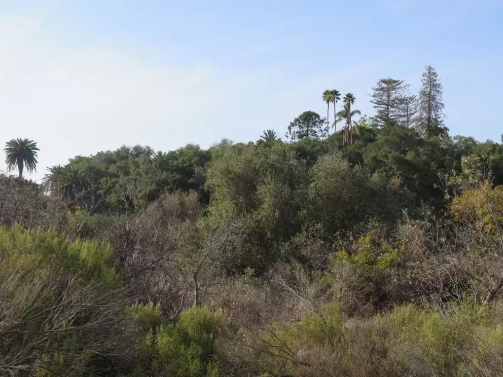 Cute trees on the hill.
