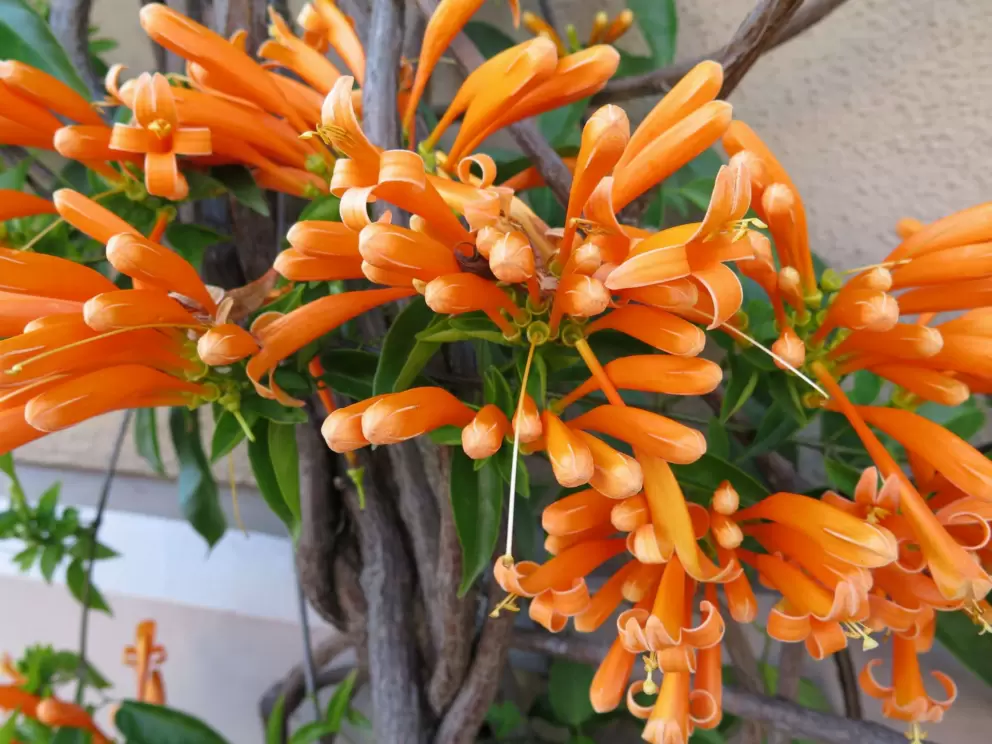 Tropical flowers.