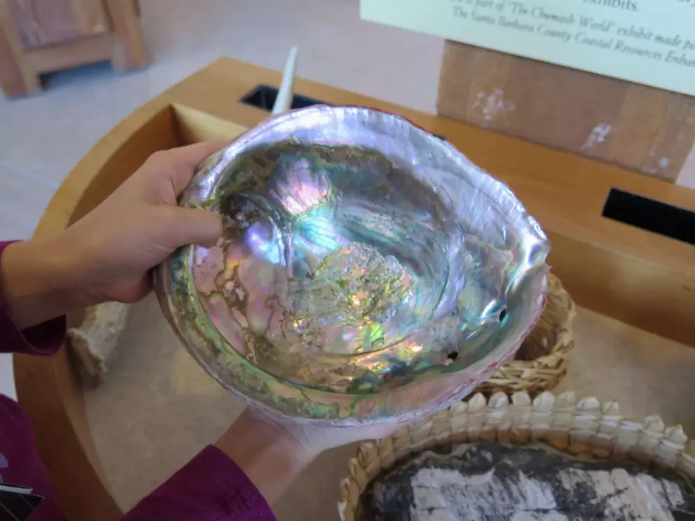 Abalone shell kids can touch and admire.