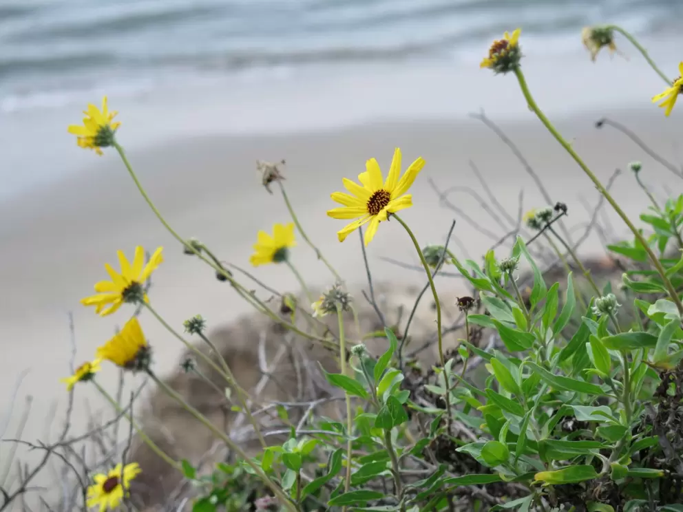 Daisies on the cliff above the sea. Love it!