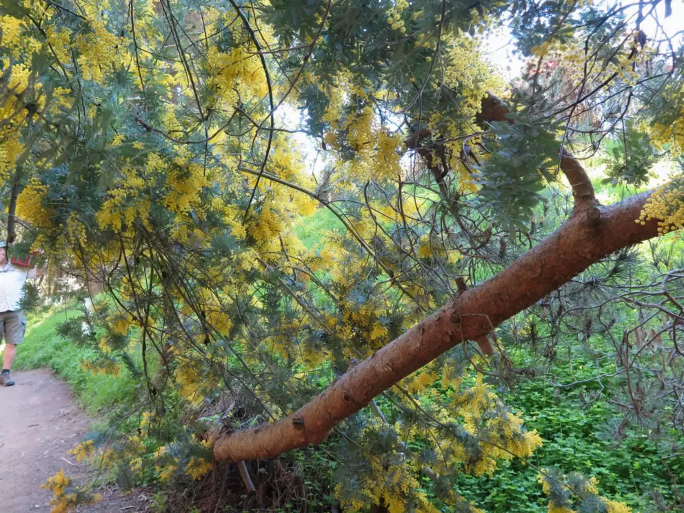 Yellow flowers in early February.