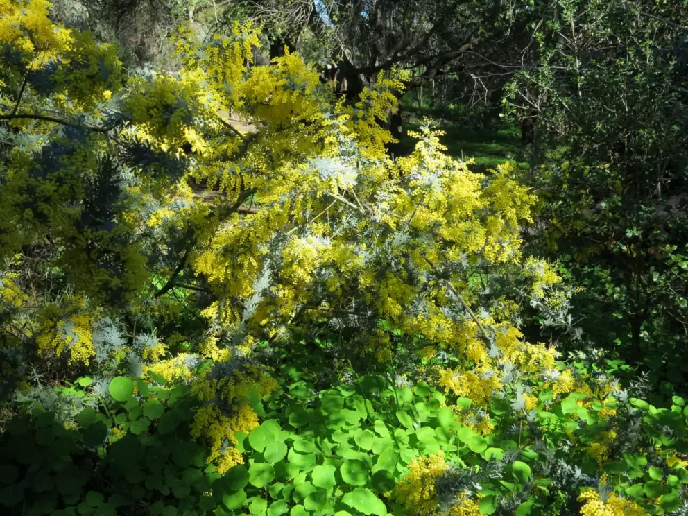 Yellow flowers galore!