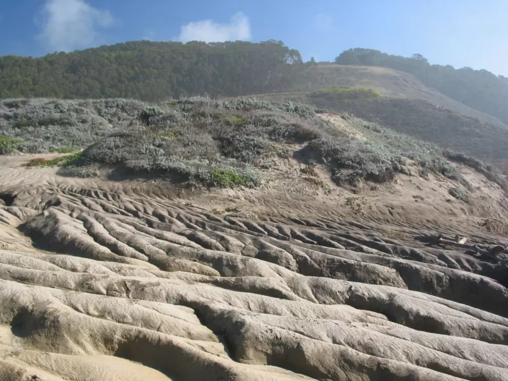 Wavy rock, with pretty forest in the background.