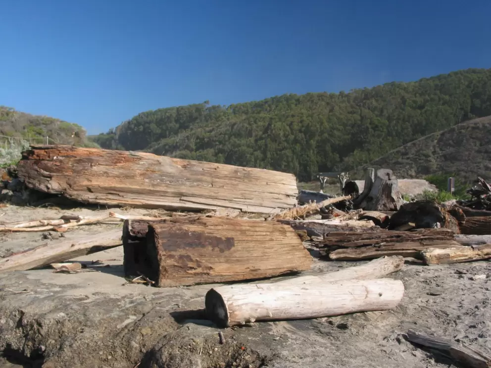 Huge pieces of driftwood.
