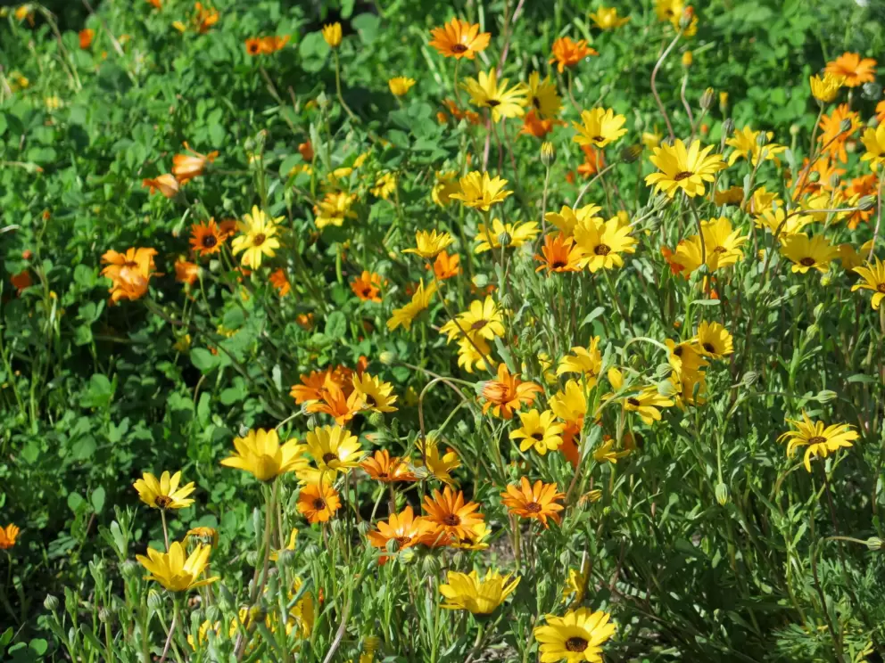 February flowers.