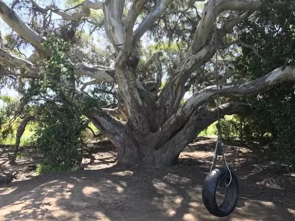 This tree has two swings on it, a tire swing, and a wide wooden swing. Find it on the trails!