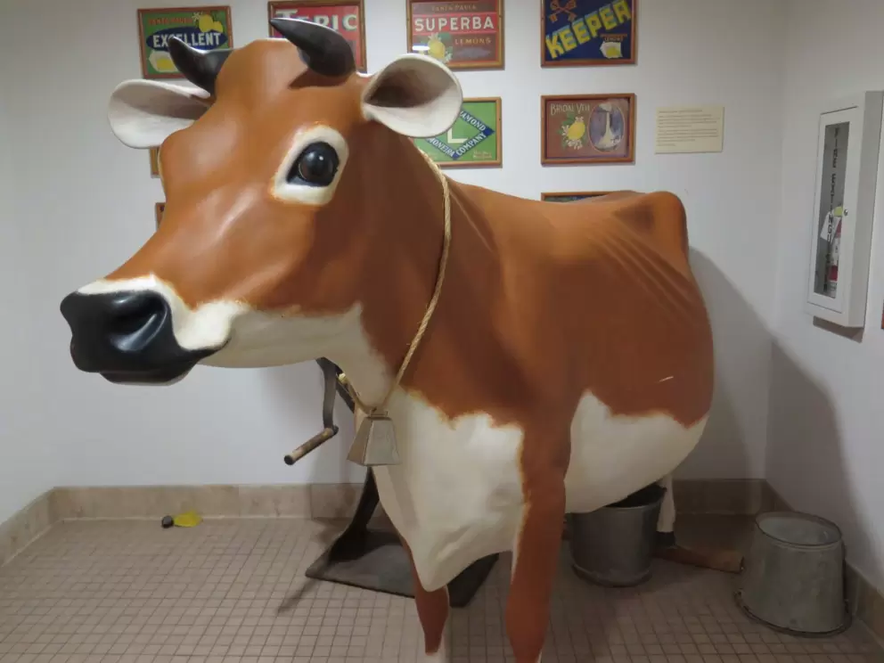 The cow outside the restrooms in the Museum of Ventura County, the best part of the museum!