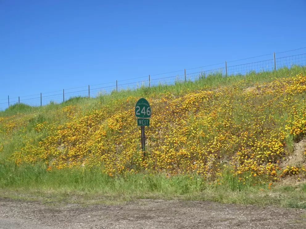I love these flowers, where Highway 246 meets Highway 154!
