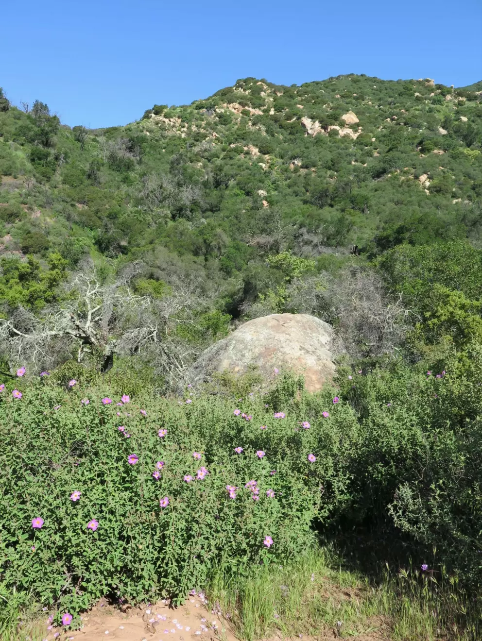 Boulder, rock rose, and high mountains.
