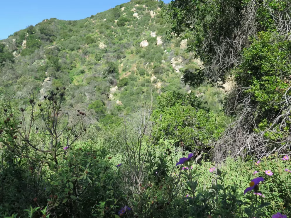 Rock rose and steep mountain.