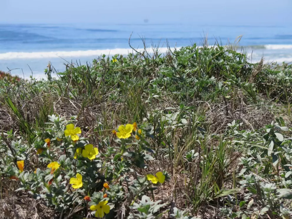 Dune flowers and waves rolling in.