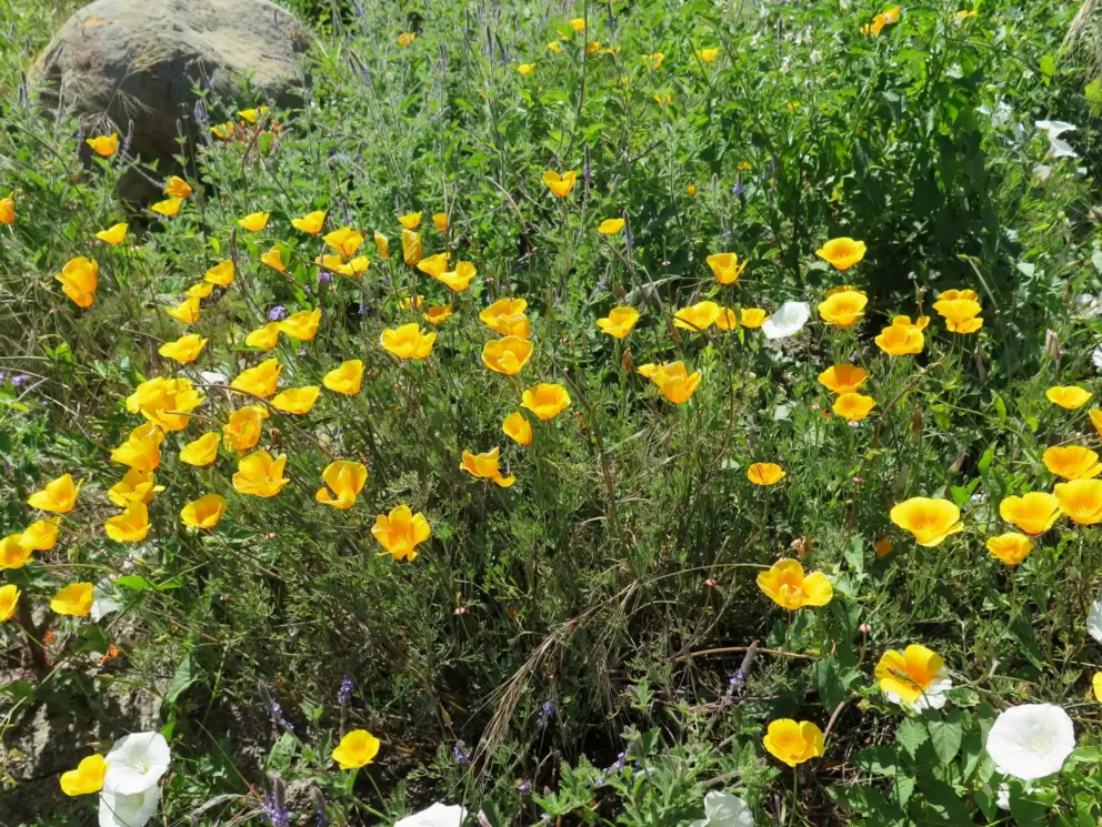 Poppies and white morning glories beside the lagoon.