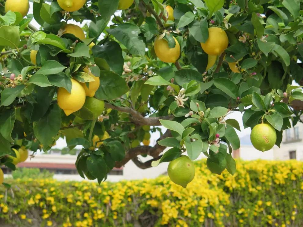 Lemon tree and yellow flowers, inside the courtyard of the presidio.