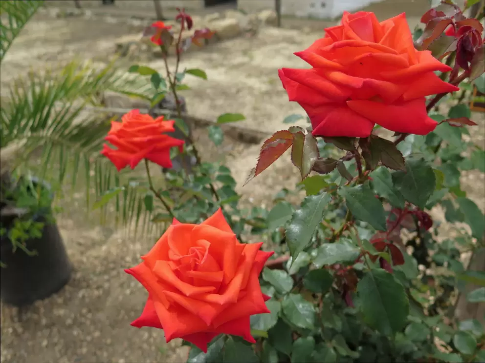 Orange-red roses in the presidio's courtyard.