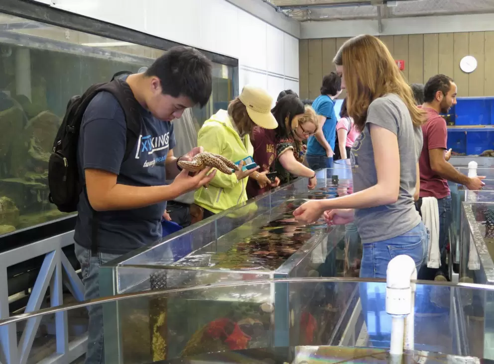 A student looks at a starfish at The Reef touch tank.