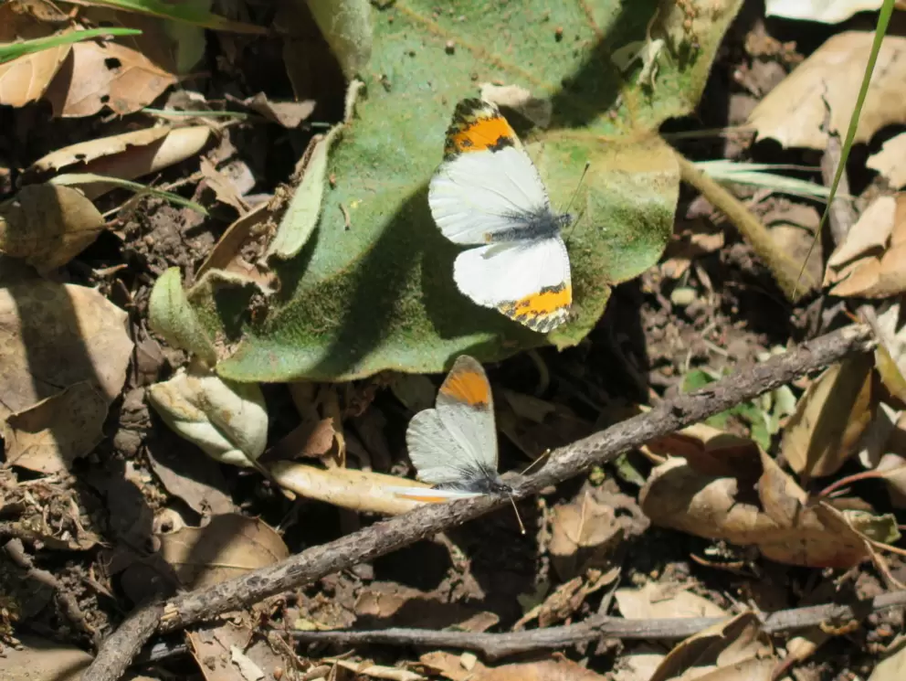 Butterflies!