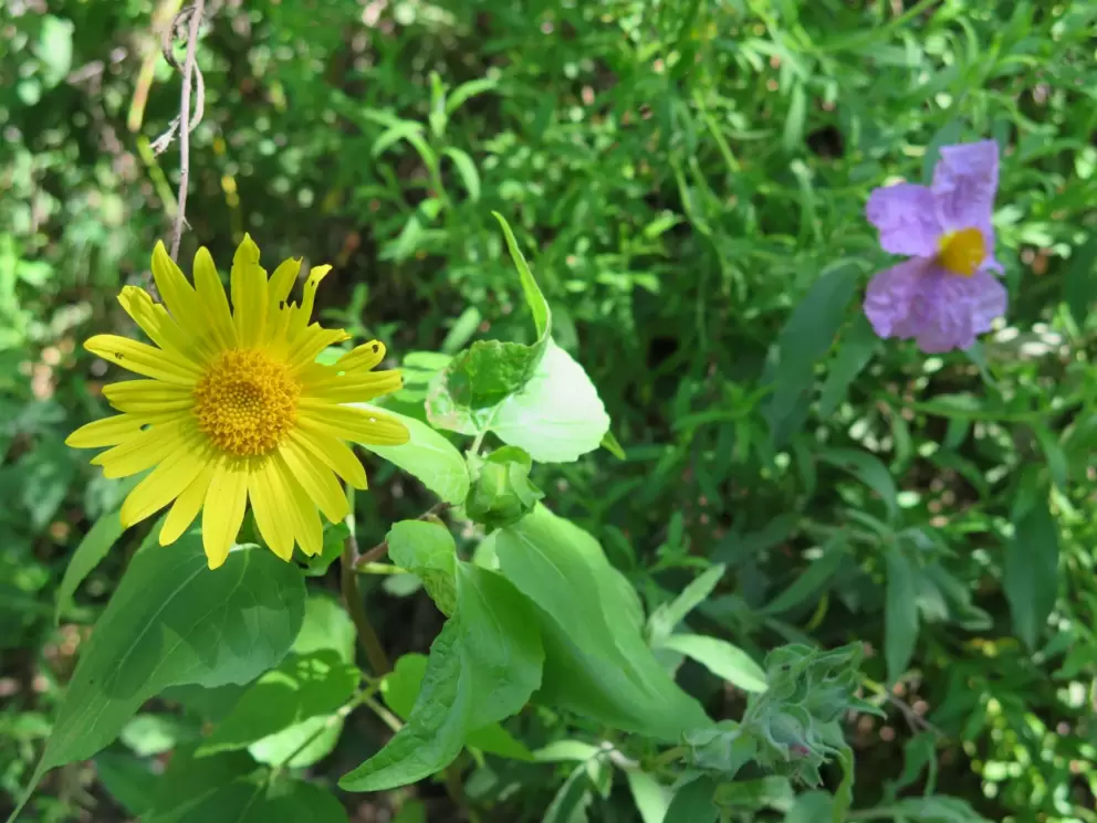 Daisy and rock rose!