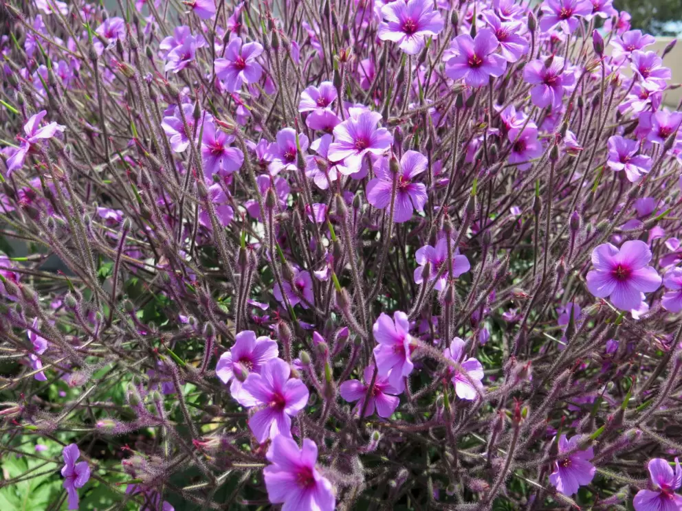 Flowers in front of the gift shop.