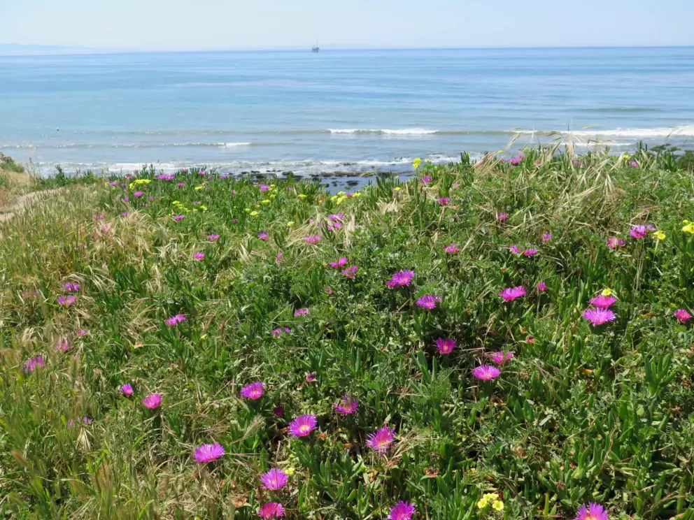 Purple succulent flowers on the cliffs over the beach, in April.