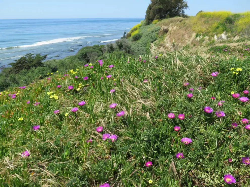 Purple and yellow flowers, in April.